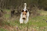 FOX TERRIER 537